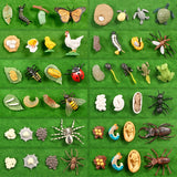 Simulation Animals Growth Life Cycle Models Figure Educational Toy
