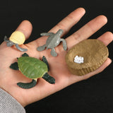 Simulation Animals Growth Life Cycle Models Figure Educational Toy