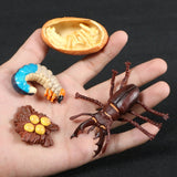 Simulation Animals Growth Life Cycle Models Figure Educational Toy