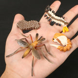 Simulation Animals Growth Life Cycle Models Figure Educational Toy