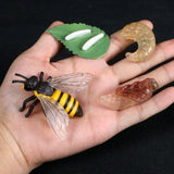 Simulation Animals Growth Life Cycle Models Figure Educational Toy