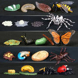 Simulation Animals Growth Life Cycle Models Figure Educational Toy