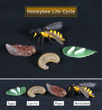 Simulation Animals Growth Life Cycle Models Figure Educational Toy