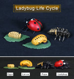 Simulation Animals Growth Life Cycle Models Figure Educational Toy