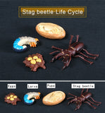 Simulation Animals Growth Life Cycle Models Figure Educational Toy