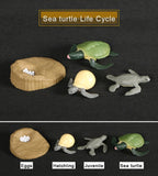 Simulation Animals Growth Life Cycle Models Figure Educational Toy