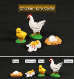 Simulation Animals Growth Life Cycle Models Figure Educational Toy