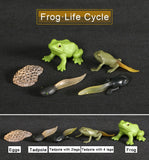 Simulation Animals Growth Life Cycle Models Figure Educational Toy