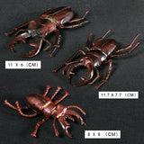 Simulation Animals Growth Life Cycle Models Figure Educational Toy