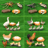 Simulation Animals Growth Life Cycle Models Figure Educational Toy