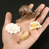Simulation Animals Growth Life Cycle Models Figure Educational Toy