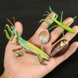 Simulation Animals Growth Life Cycle Models Figure Educational Toy