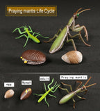 Simulation Animals Growth Life Cycle Models Figure Educational Toy