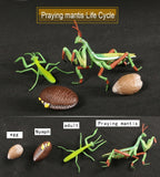 Simulation Animals Growth Life Cycle Models Figure Educational Toy