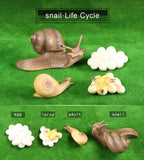 Simulation Animals Growth Life Cycle Models Figure Educational Toy