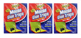 Mouse Glue Traps