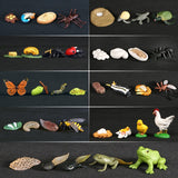 Simulation Animals Growth Life Cycle Models Figure Educational Toy