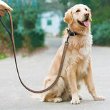 Dog Walking Training Rope Belt For Small Medium Large Dogs